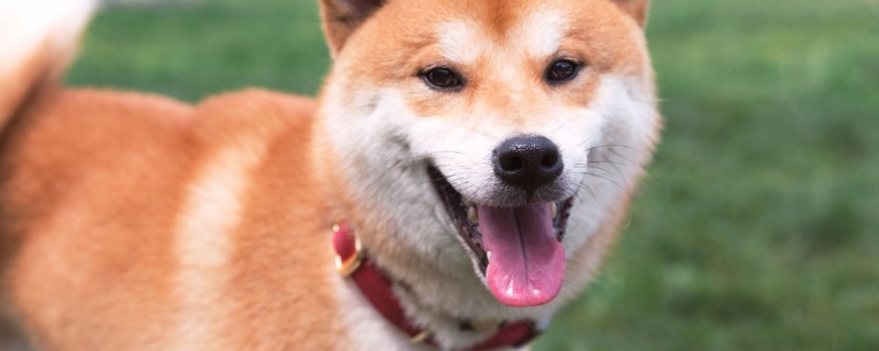 柴犬认主人的表现
