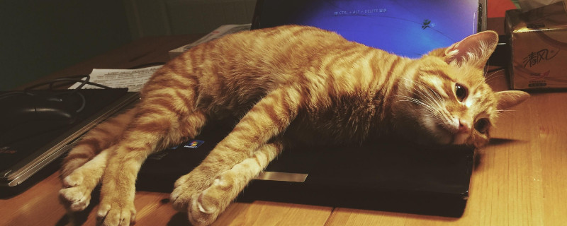 土猫什么时候发腮