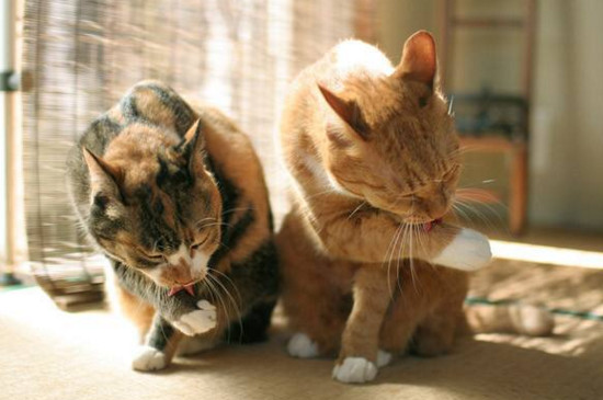 养第二只猫注意事项
