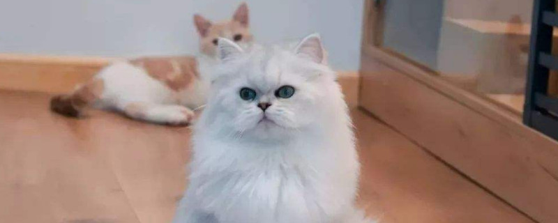 猫一惊一乍的疯跑
