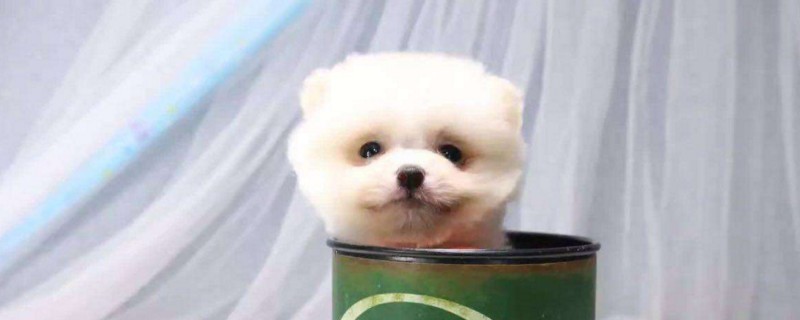 茶杯犬为什么不能养