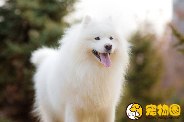 萨摩耶一生认几个主人，只认首领和同伴不认主人