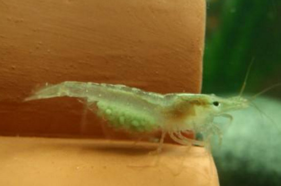 黑壳虾缺氧表现