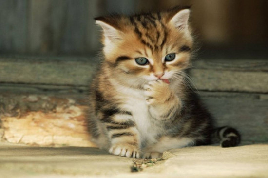 猫发烧能自己退烧吗