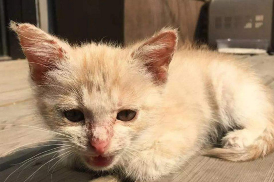 小猫为什么发出呼呼声