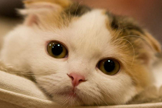 怎么自制猫食