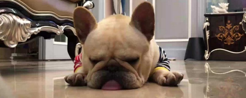 法斗换主人会抑郁吗