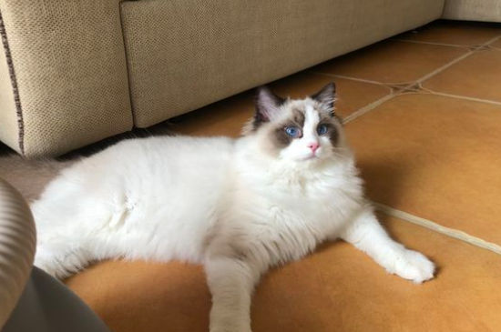 猫咪食欲下降但很精神