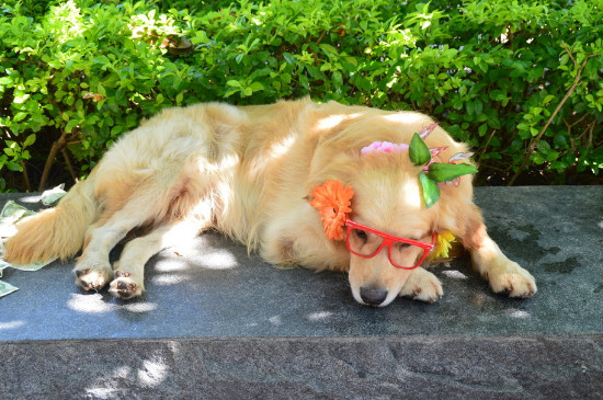 狗狗流眼泪是怎么回事