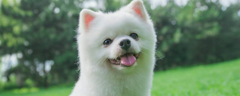 狗狗细小晚期一直哼唧