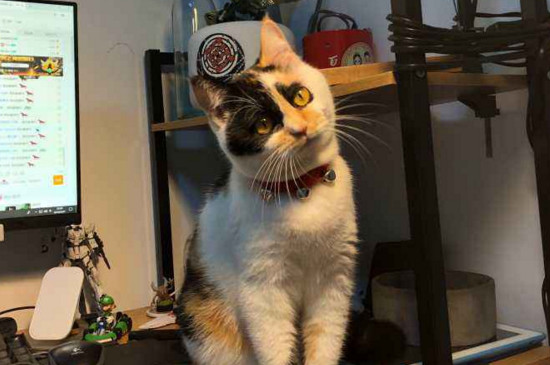 小土猫怎么养的黏人