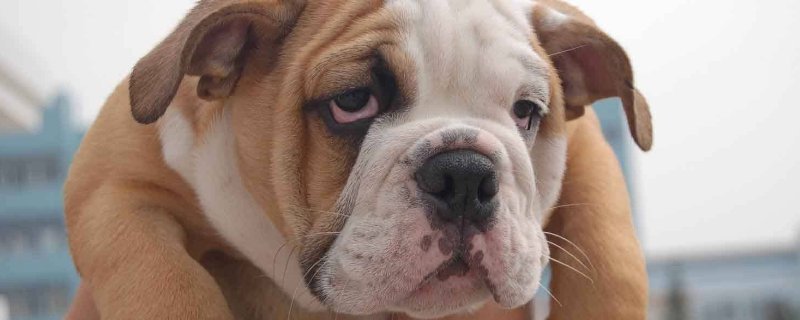 斗牛犬眼睛红正常吗