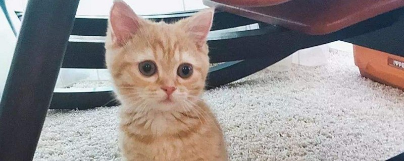 小猫藏起来了怎么办