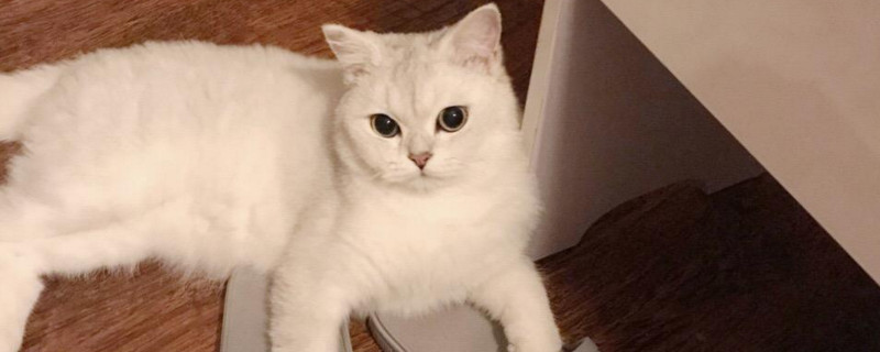猫吃完东西刨地