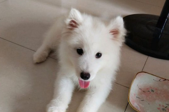 狗伤口不缝针会自己愈合吗