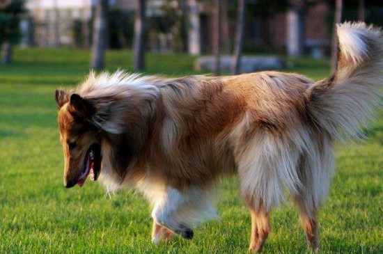 牧羊犬后腿软怎么办