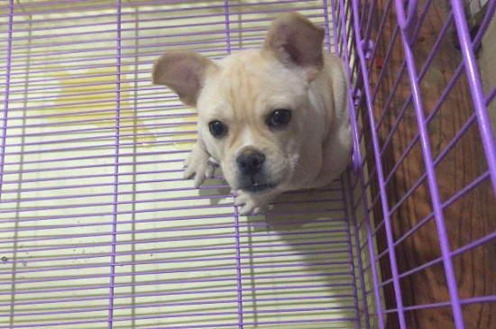 狗狗被寄养后的心理