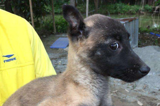 马犬被暴打后会记仇吗