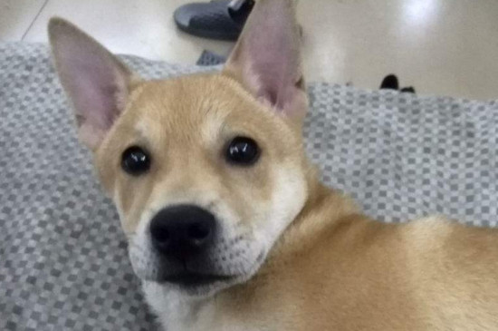 农村土狗在冬天怕冷吗