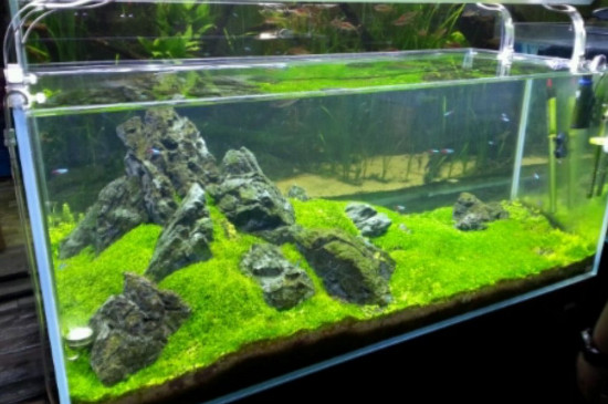 清理鱼缸粪便妙招