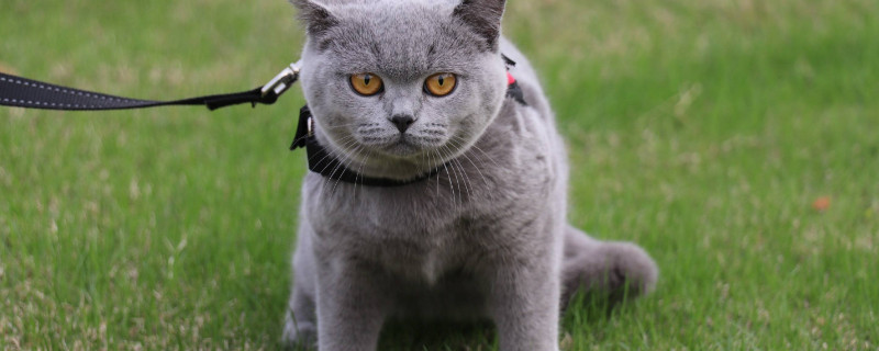 猫咪蹲坐代表什么