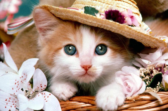 母猫几个月会发情