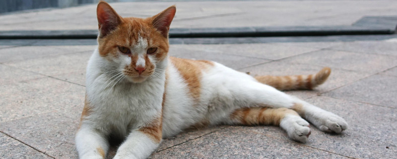 猫伤口露肉多久会好，及时消毒涂药包扎半月能好