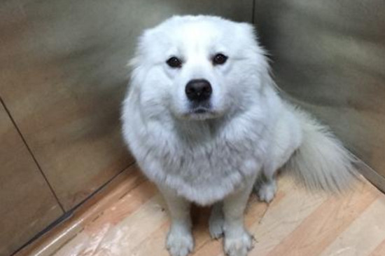 怎么检查狗狗有没有弓形虫