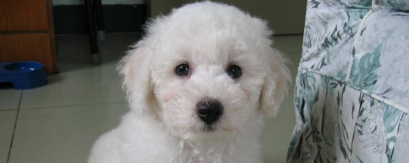 卷毛比熊犬吃什么最好