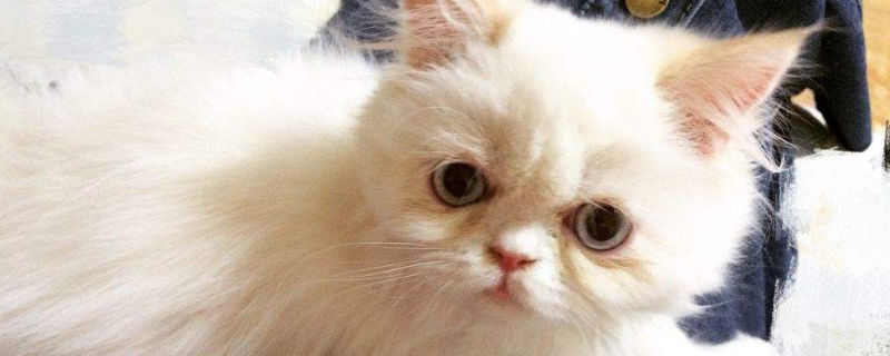 加菲猫为什么叫醒主人