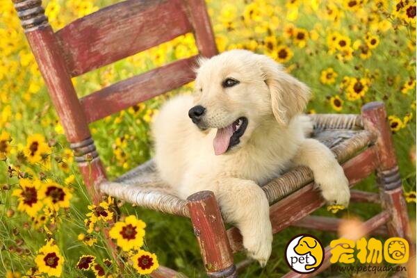 拉布拉多犬不建议家养，不仅无法看家还特爱掉毛