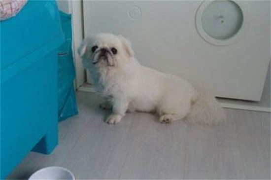 狗嗓子里呼噜呼噜的