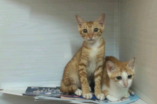 猫为什么半夜叫这么惨