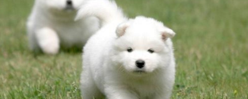 萨摩幼犬怎样喂长得快
