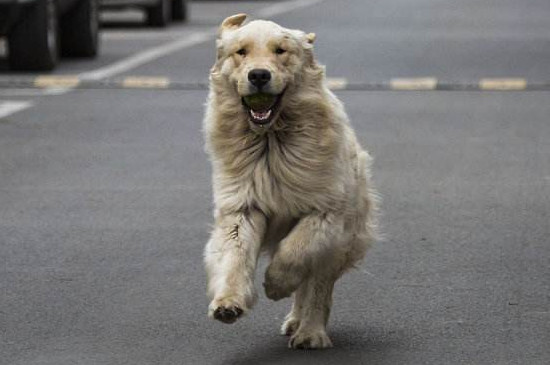 金毛犬怎么养