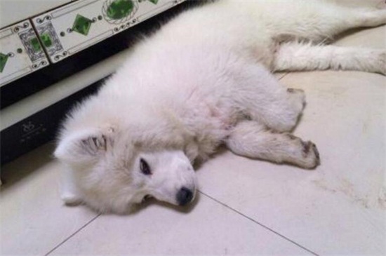 狗糖尿病晚期死前症状