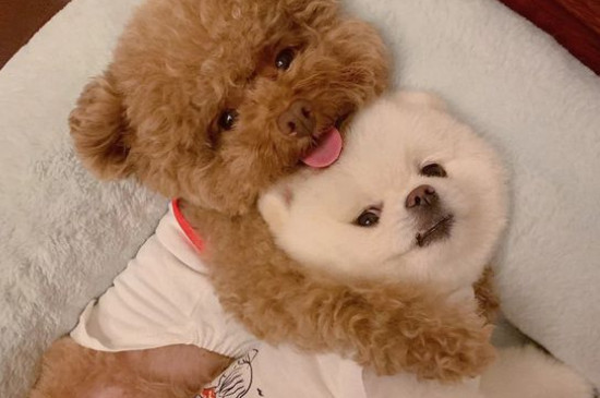 狗狗皮肤病会自愈吗
