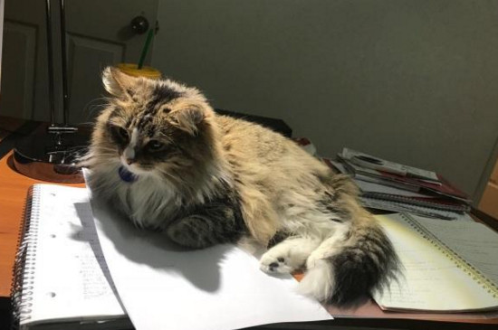 猫散养注意事项