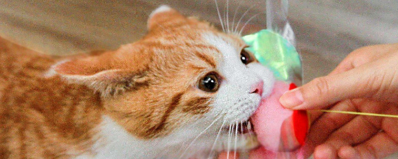 上班族养猫攻略