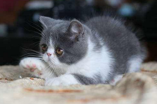 自制幼猫猫粮