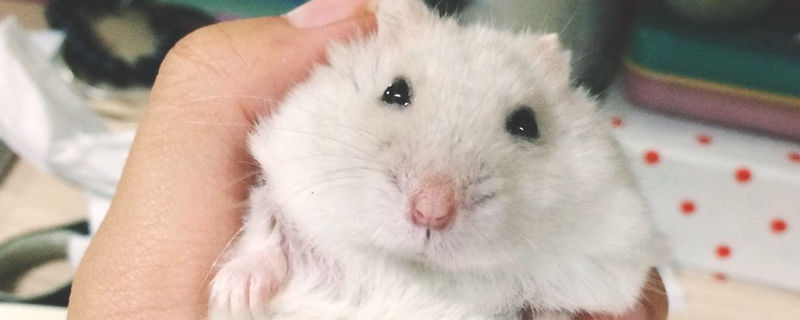 仓鼠脖子肿了一个大包