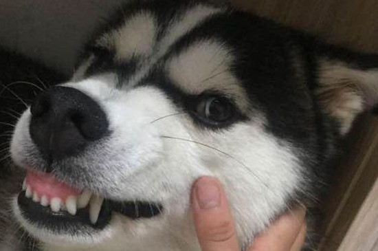 狗狗叛逆期是几个月