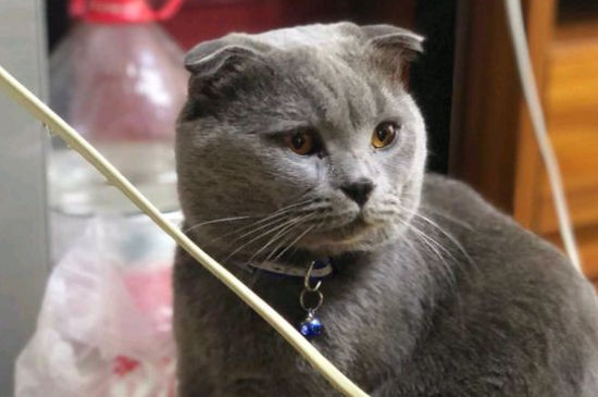 母猫哺乳期吃什么