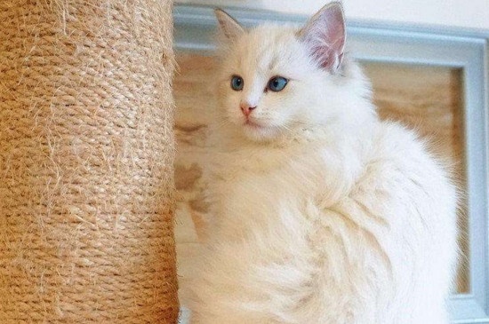 为什么公猫比母猫温顺