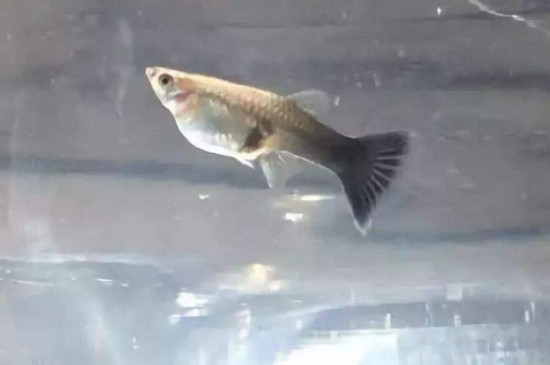 孔雀鱼鱼鳃发红怎么办