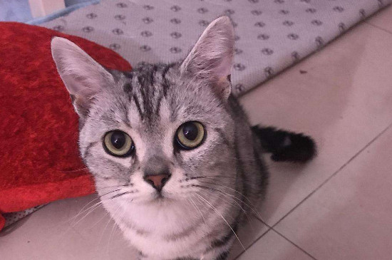 猫吃猫粮吐了