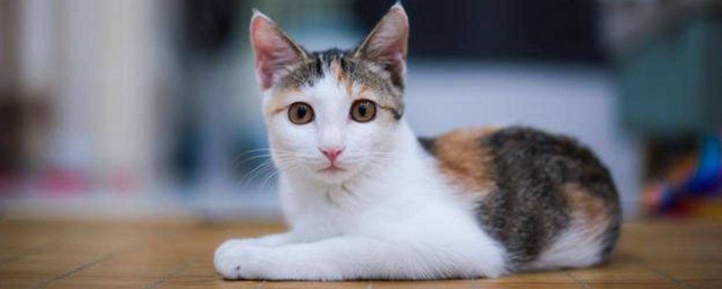 什么人不适合养猫