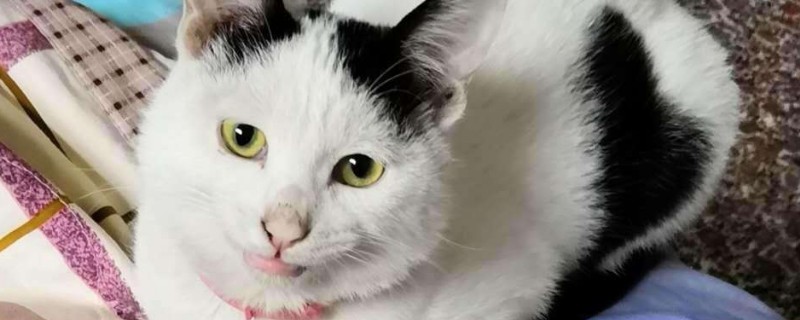 怎样让猫咪不到处拉屎