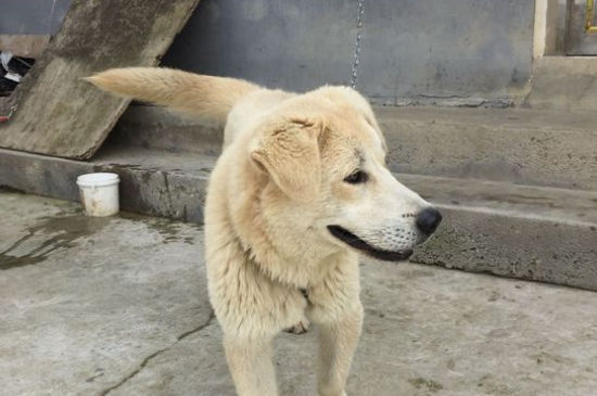 狗狗挨打会记恨主人吗