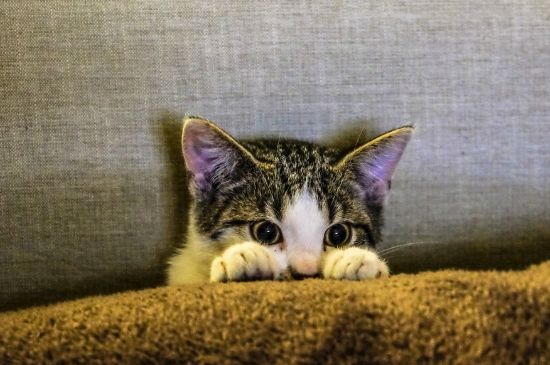 猫吃完东西多久拉屎